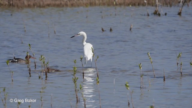 Reddish Egret - ML201797251