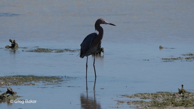 Reddish Egret - ML201797261