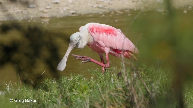 Roseate Spoonbill - ML201797271