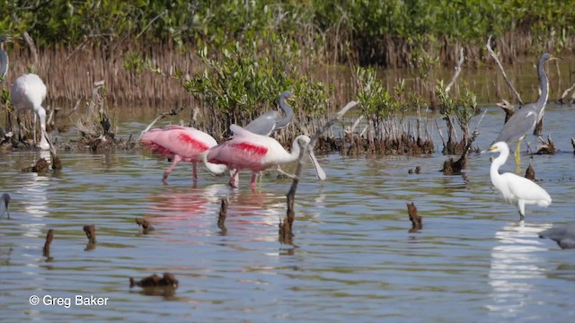 Roseate Spoonbill - ML201797281