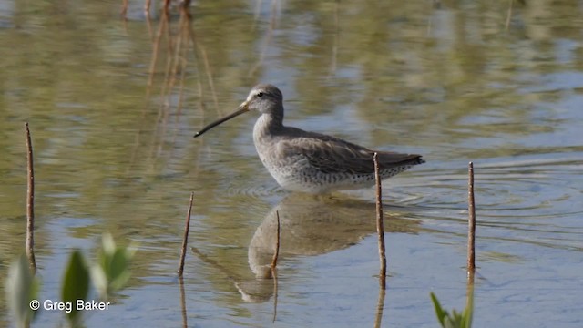 Short-billed Dowitcher (griseus) - ML201797291