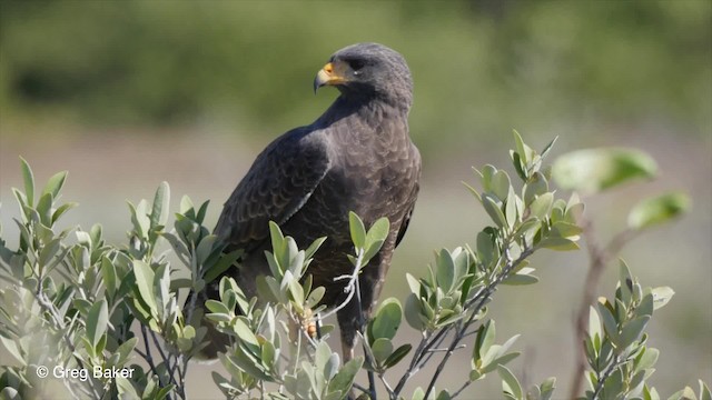 Cuban Black Hawk - ML201797301