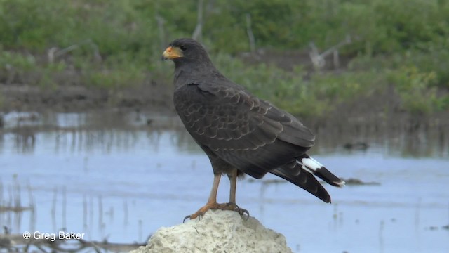 Cuban Black Hawk - ML201797311