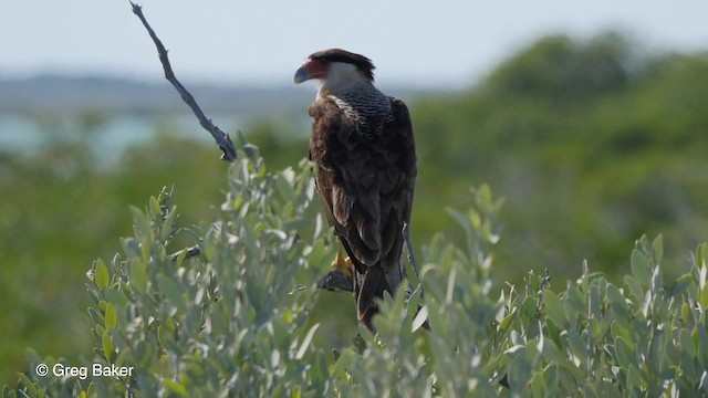 Caracara huppé (cheriway) - ML201797321