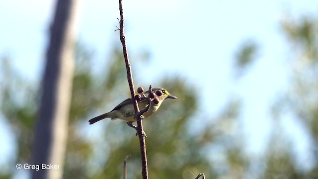 Kalın Gagalı Vireo - ML201797331