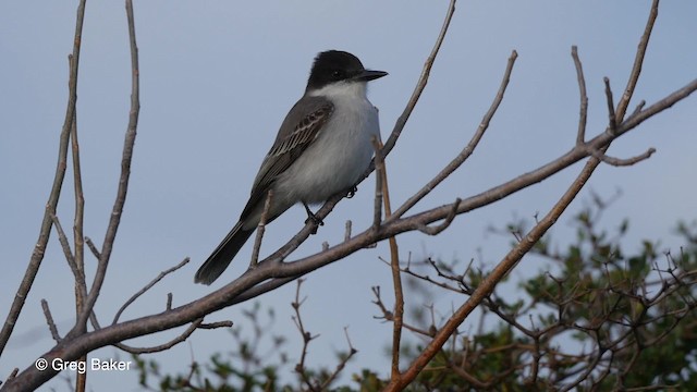 Büyük Antil Tiranı [caudifasciatus grubu] - ML201797341