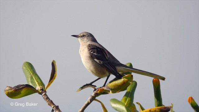 Northern Mockingbird - ML201797351