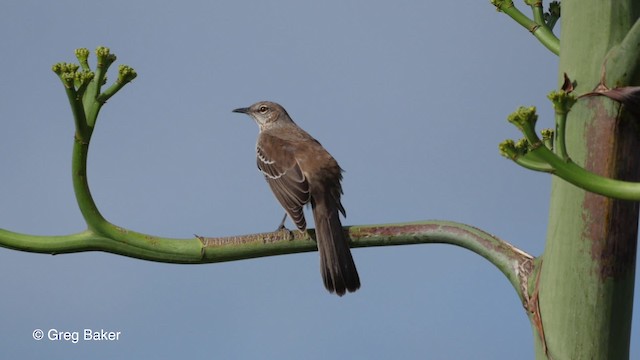 Bahama Mockingbird - ML201797361