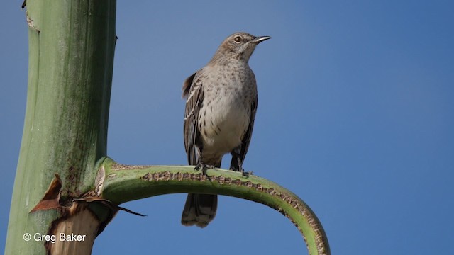 Bahama Mockingbird - ML201797371