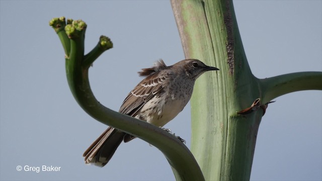 Bahama Mockingbird - ML201797381