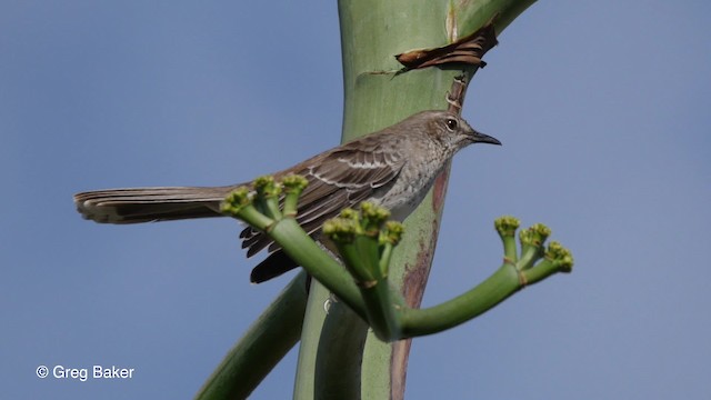 Bahama Mockingbird - ML201797391