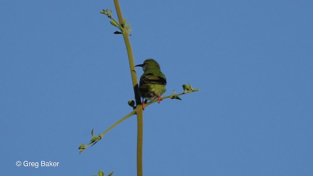 Red-legged Honeycreeper - ML201797401