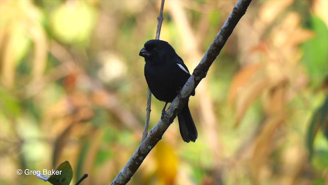 Cuban Bullfinch - ML201797421