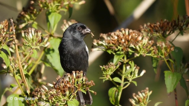 Cuban Bullfinch - ML201797431