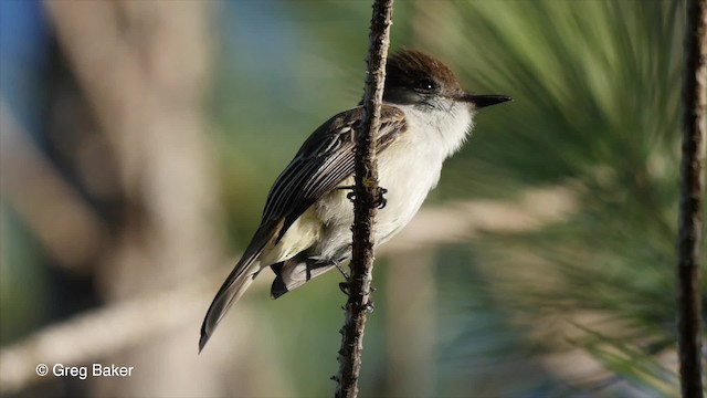 La Sagra's Flycatcher - ML201797441