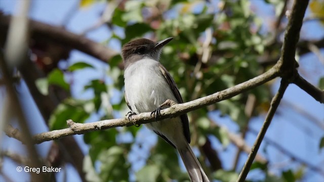 La Sagra's Flycatcher - ML201797471