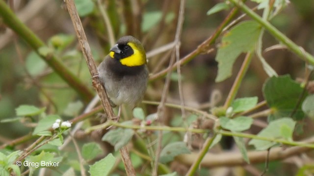 Cuban Grassquit - ML201797521