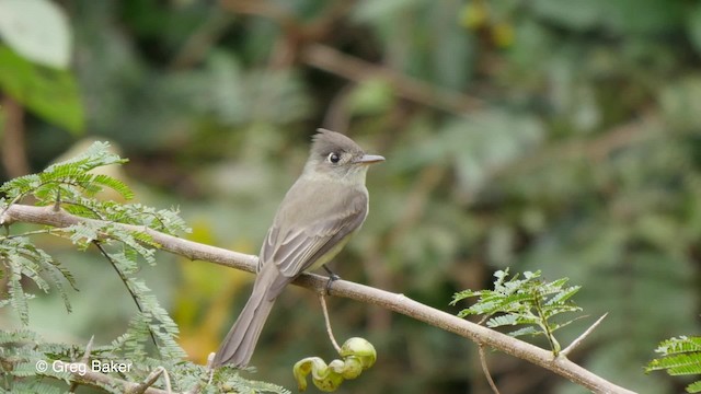 Cuban Pewee - ML201797531