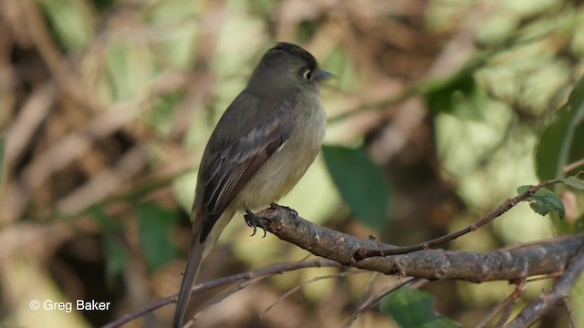 Cuban Pewee - ML201797551