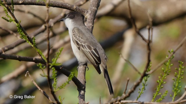 オジロハイイロタイランチョウ（caudifasciatus グループ） - ML201797561