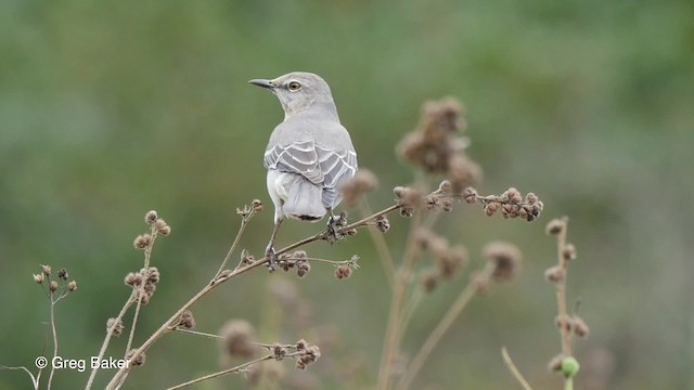 Northern Mockingbird - ML201797571