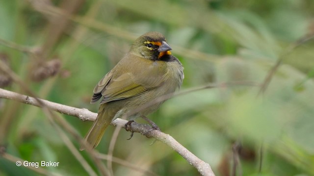 Yellow-faced Grassquit - ML201797581