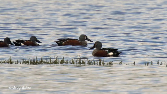 Australasian Shoveler - ML201797611