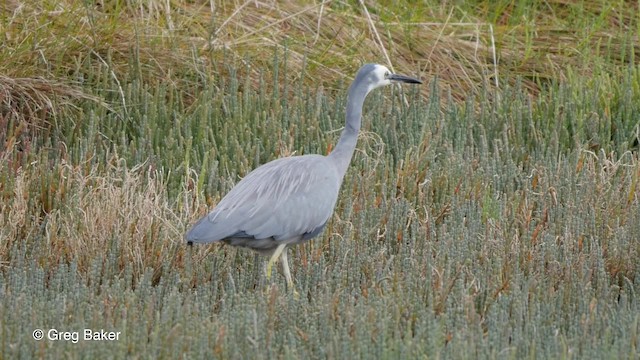 White-faced Heron - ML201797631