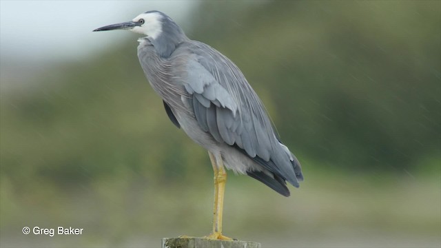 White-faced Heron - ML201797641