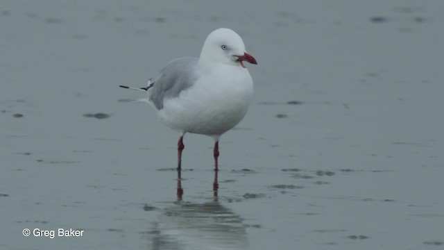 Gaviota Plateada (neozelandesa) - ML201797651