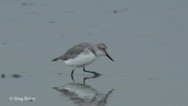 Wrybill - ML201797661