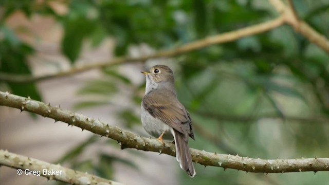 Cuban Solitaire - ML201797711