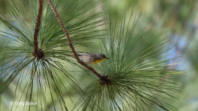 Paruline à calotte verte - ML201797821