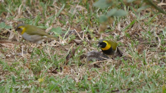 Cuban Grassquit - ML201797861