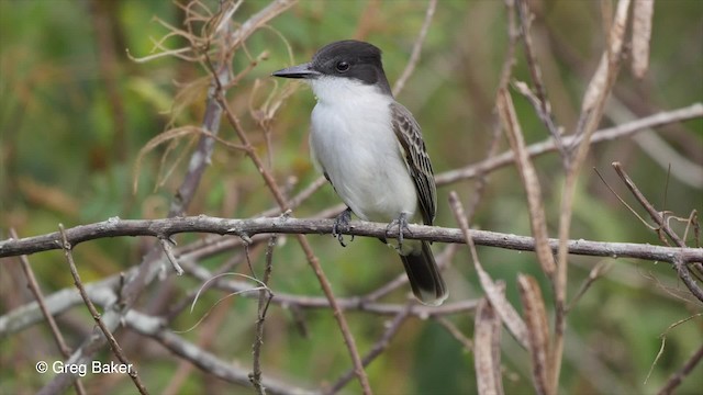 Antillenkönigstyrann [caudifasciatus-Gruppe] - ML201797871