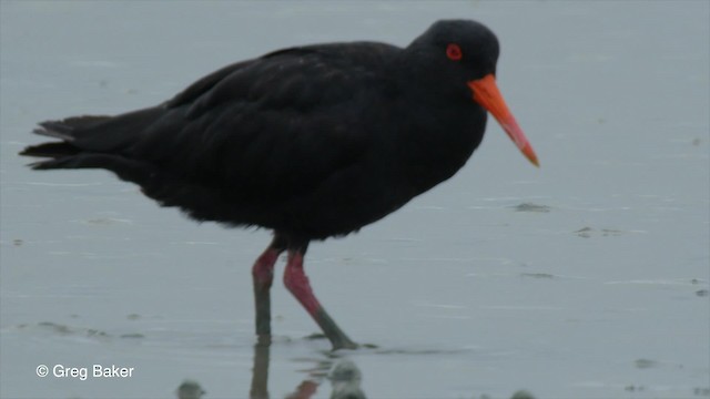 Variable Oystercatcher - ML201797901