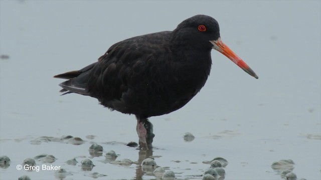 Neuseeland-Austernfischer - ML201797911