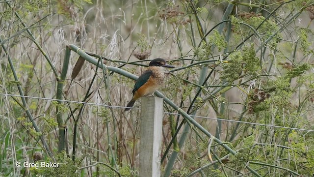 Sacred Kingfisher (New Zealand) - ML201797931