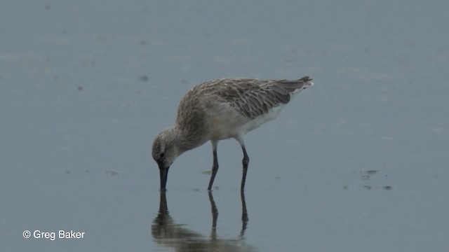 Bar-tailed Godwit (Siberian) - ML201797941