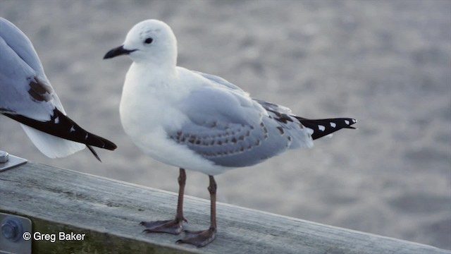 Silver Gull (Red-billed) - ML201797961