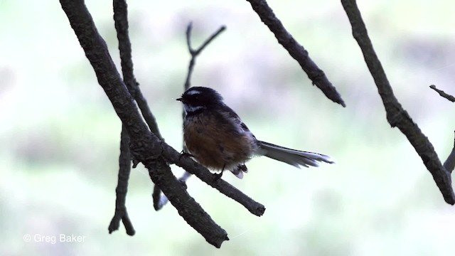 New Zealand Fantail - ML201797971