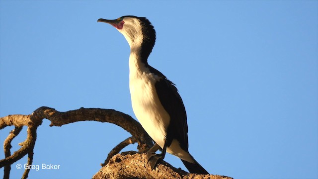 Pied Cormorant - ML201797981