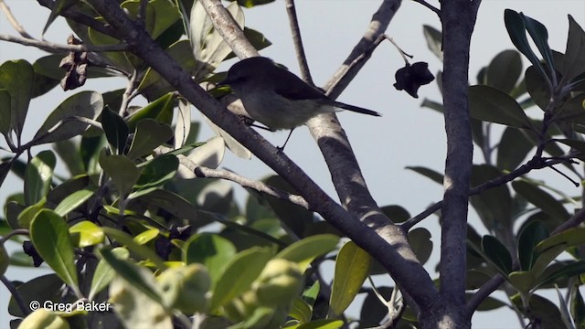 Gray Gerygone - ML201797991