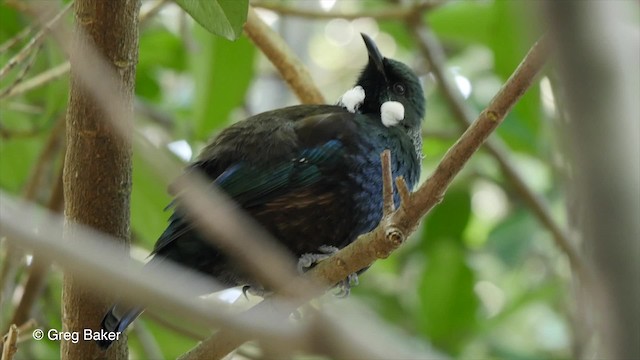 Mielero Tui - ML201798001