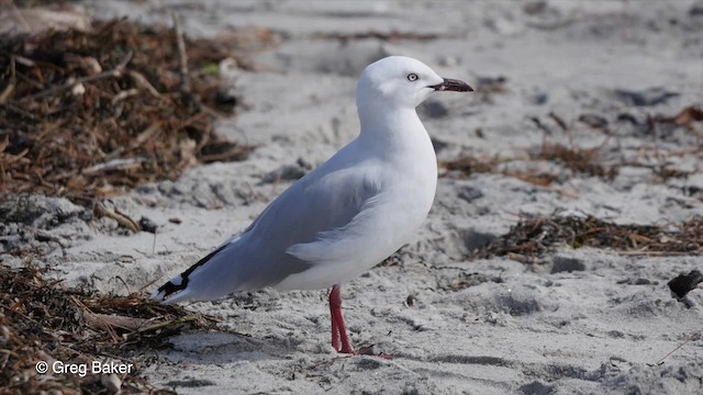 Gaviota Plateada (neozelandesa) - ML201798011