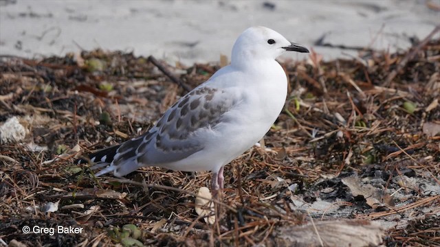 Silver Gull (Red-billed) - ML201798021