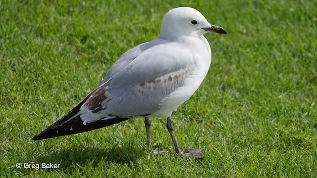 Silver Gull (Red-billed) - ML201798031