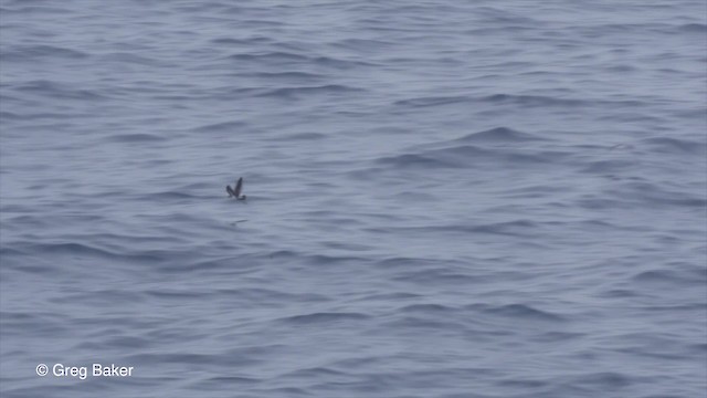White-faced Storm-Petrel - ML201798071