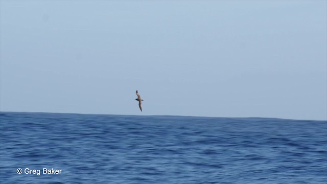 Gray-faced Petrel - ML201798081