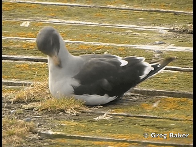 Dolphin Gull - ML201798101